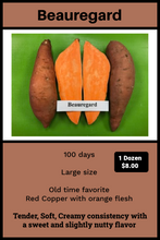 Load image into Gallery viewer, Sweet Potato/ Beauregard 12 in a pot