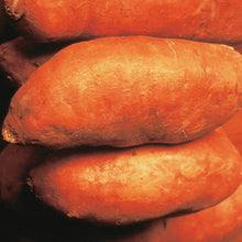 Load image into Gallery viewer, Sweet Potato/ Beauregard 12 in a pot