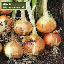 Load image into Gallery viewer, Onion 1015Y Texas Super Sweet 50-70- plants