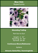 Load image into Gallery viewer, Petunia Trailing Blue Vein