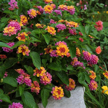 Load image into Gallery viewer, Lantana Rose Sunrise