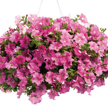 Load image into Gallery viewer, Petunia Giant Pink