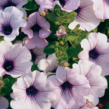 Load image into Gallery viewer, Petunia Trailing Blue Vein