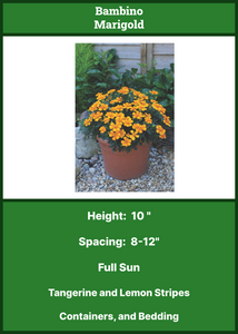 Marigolds: Bambino  6-pack