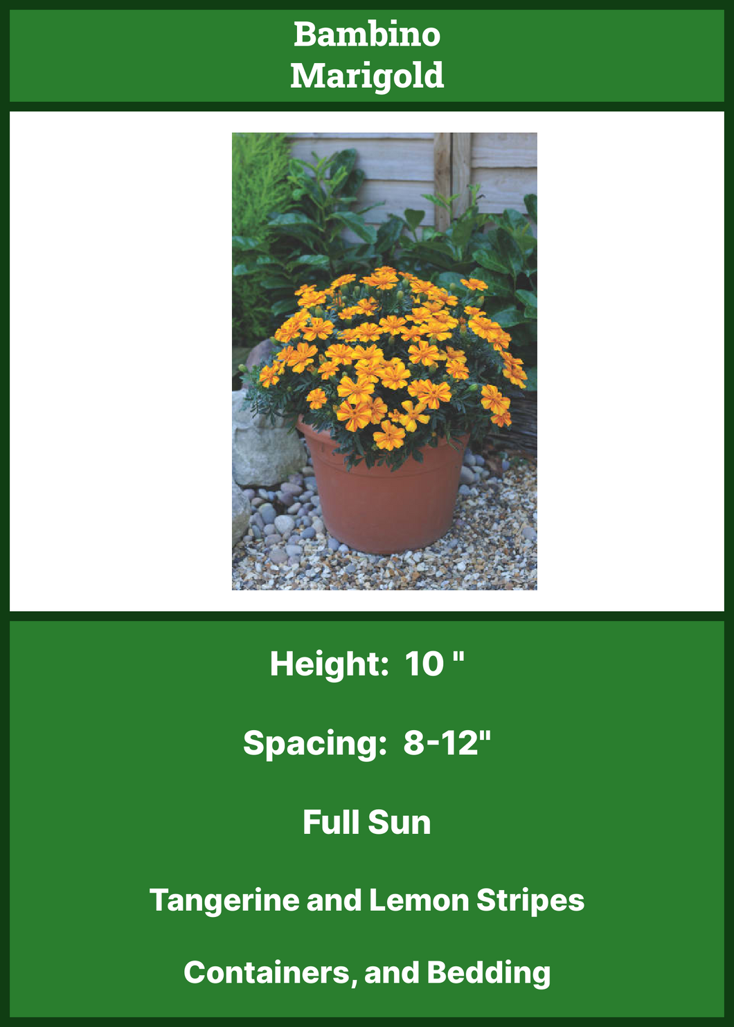 Marigolds: Bambino  6-pack
