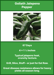 Pepper/Goliath Jalapeno   4-Pack
