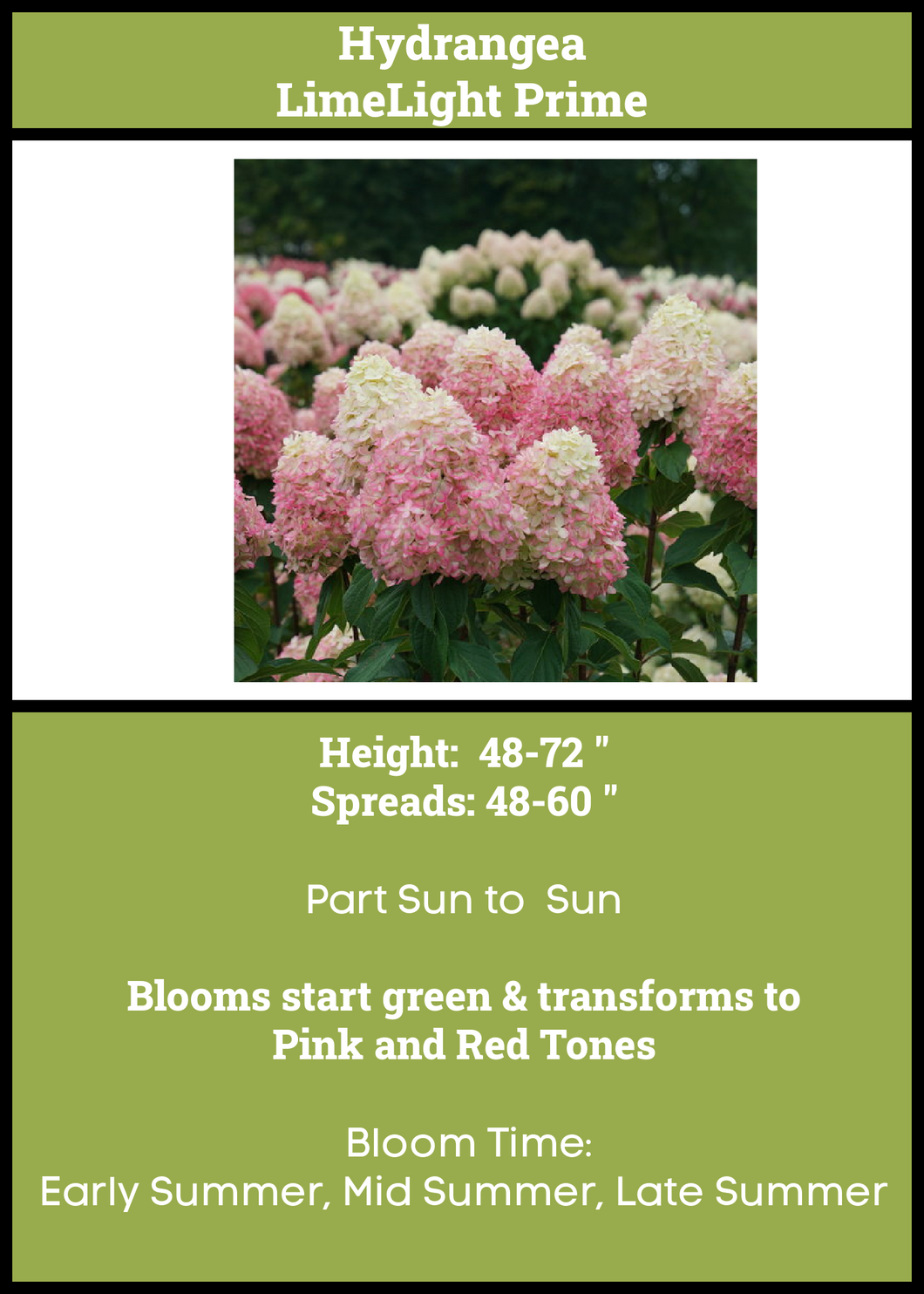 Hydrangea LImeLight Prime