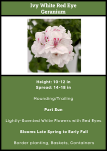 Geranium  White Red Eye (Ivy)