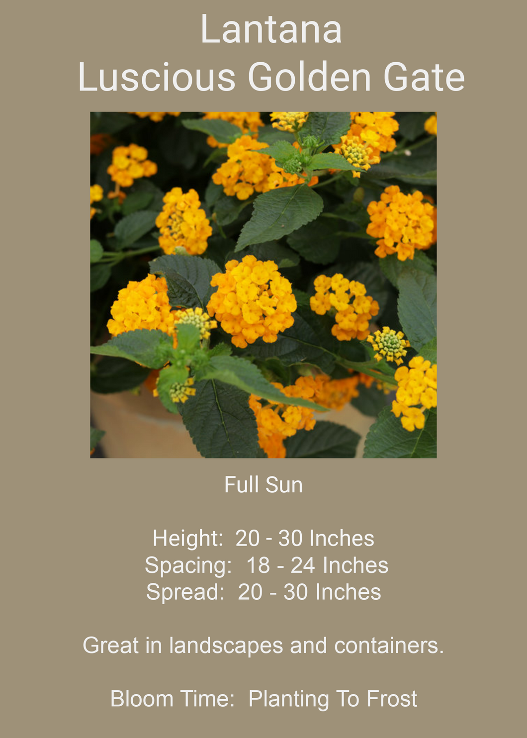 Lantana Luscious Goldengate