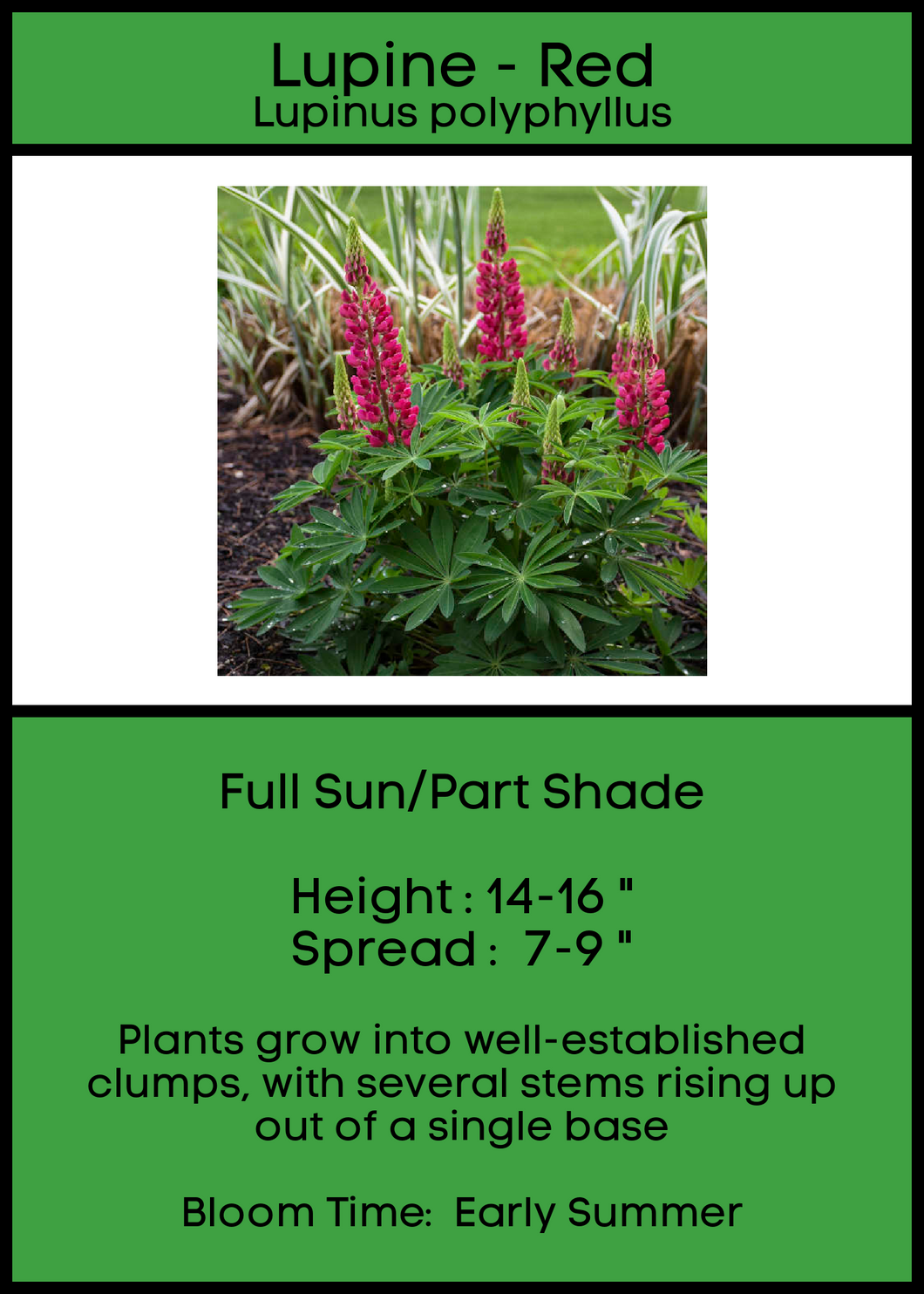 Lupine Red