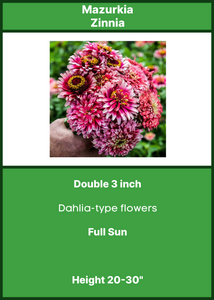 Zinnia   Mazurkia   6-Pack $3.50