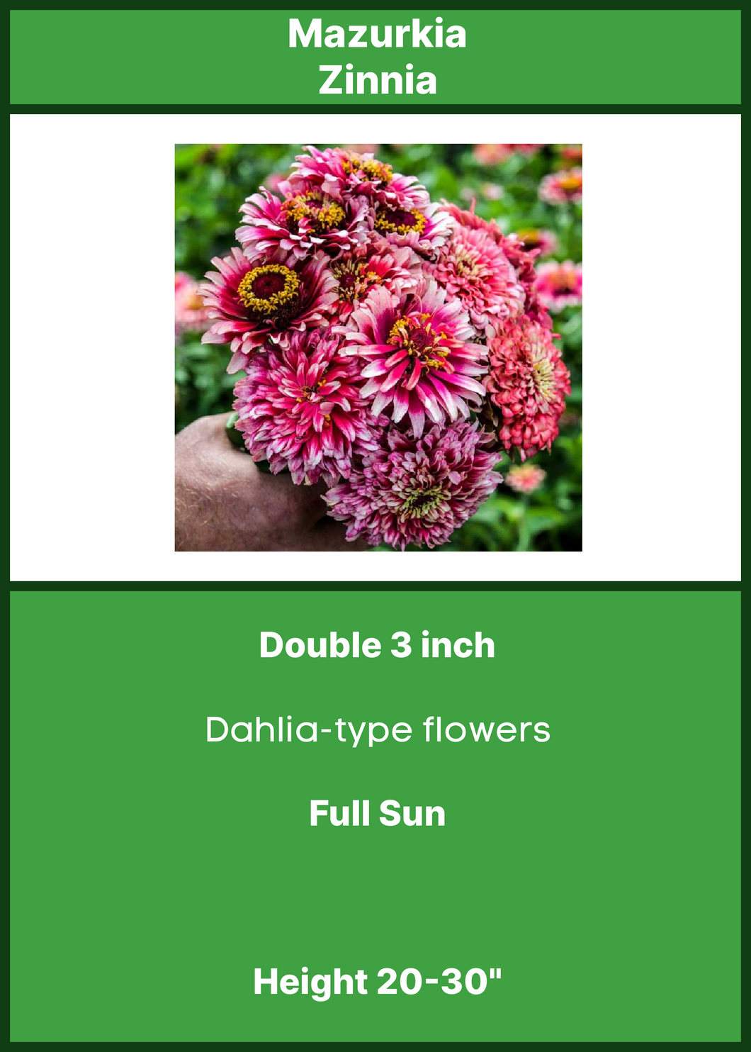 Zinnia   Mazurkia   6-Pack $3.50