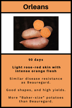 Load image into Gallery viewer, Sweet Potato/New Orleans 12 in a pot
