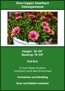 Osteospermum