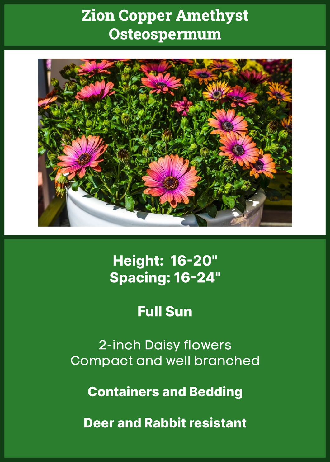 Osteospermum
