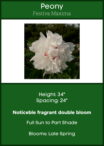 Peony