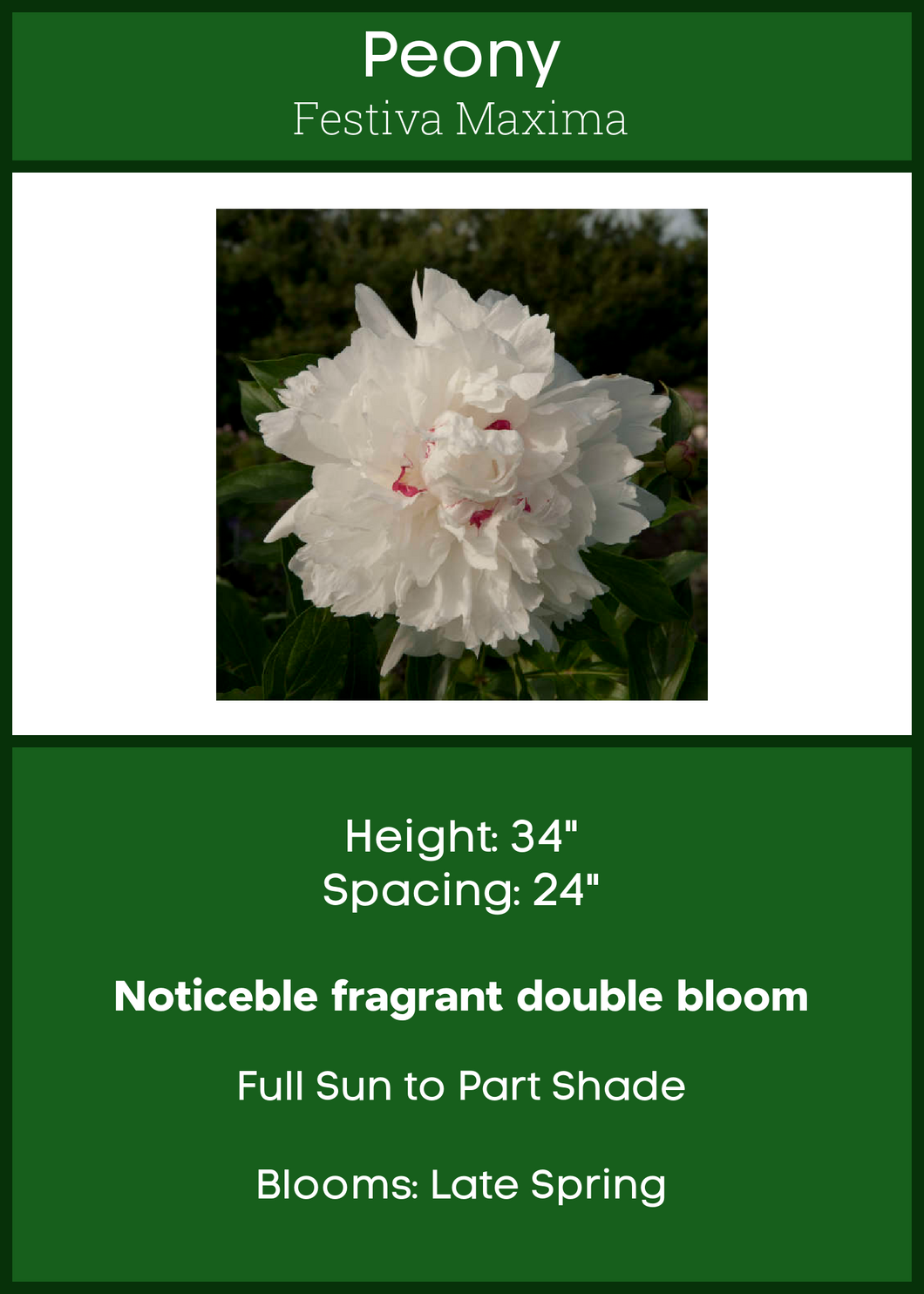 Peony