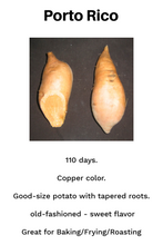 Load image into Gallery viewer, Sweet Potato/Porto Rico 12 in a pot
