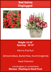 Red Salvia