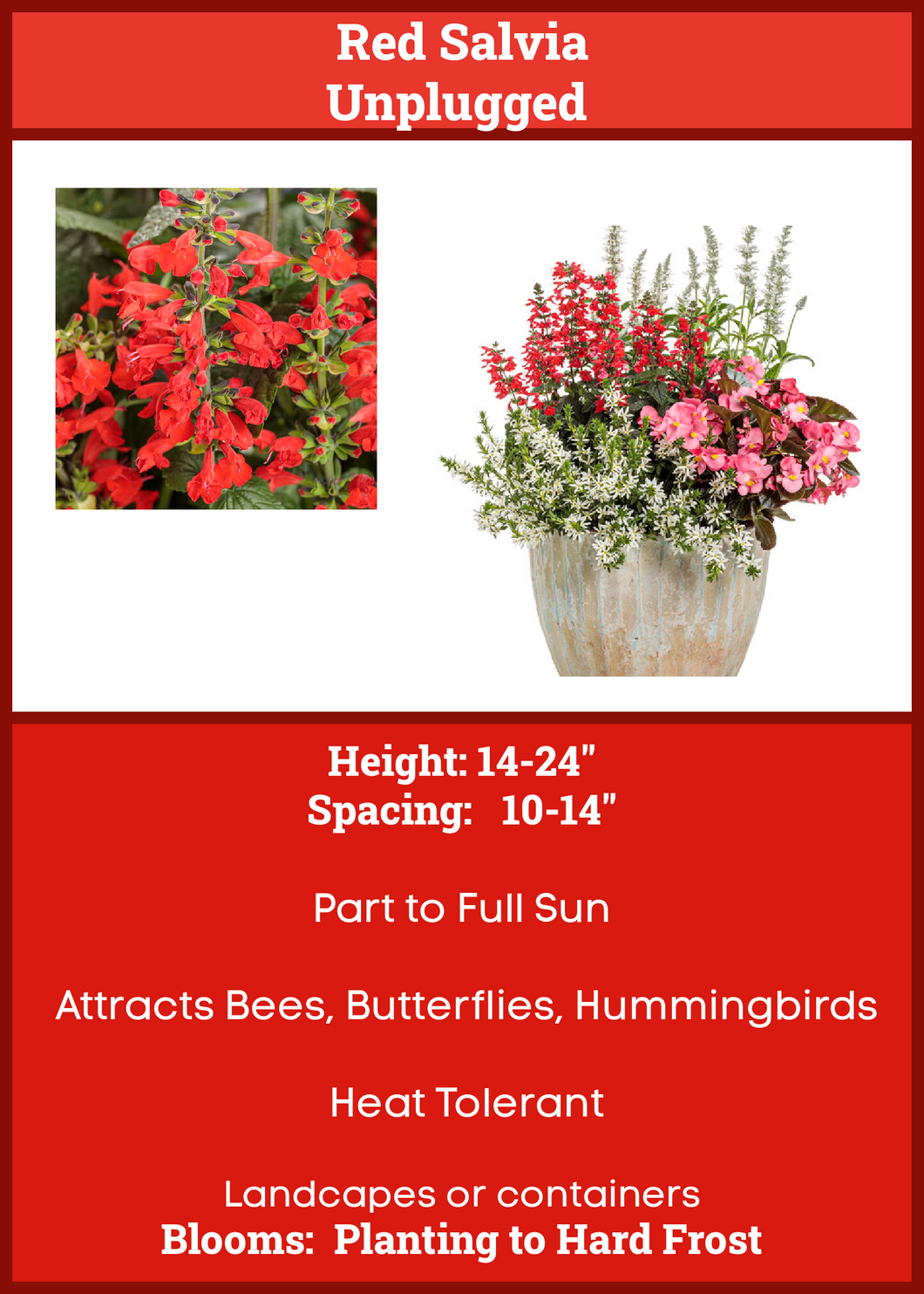 Red Salvia