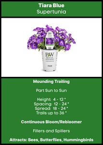 Petunia Tiara Blue