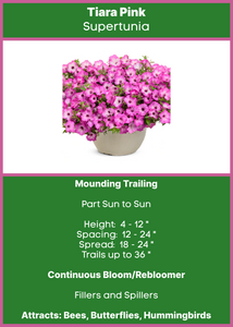 Petunia Tiara