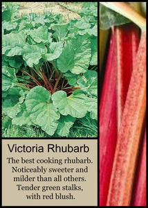 Rhubarb Victoria