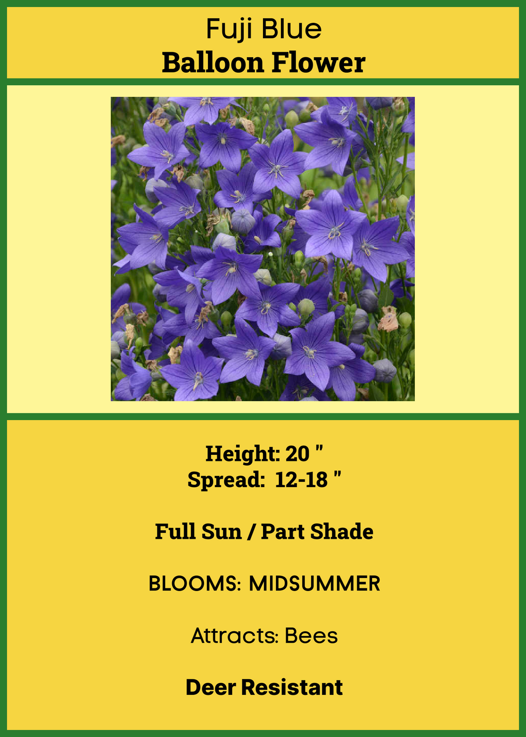 Balloon Flower:  Fuji Blue