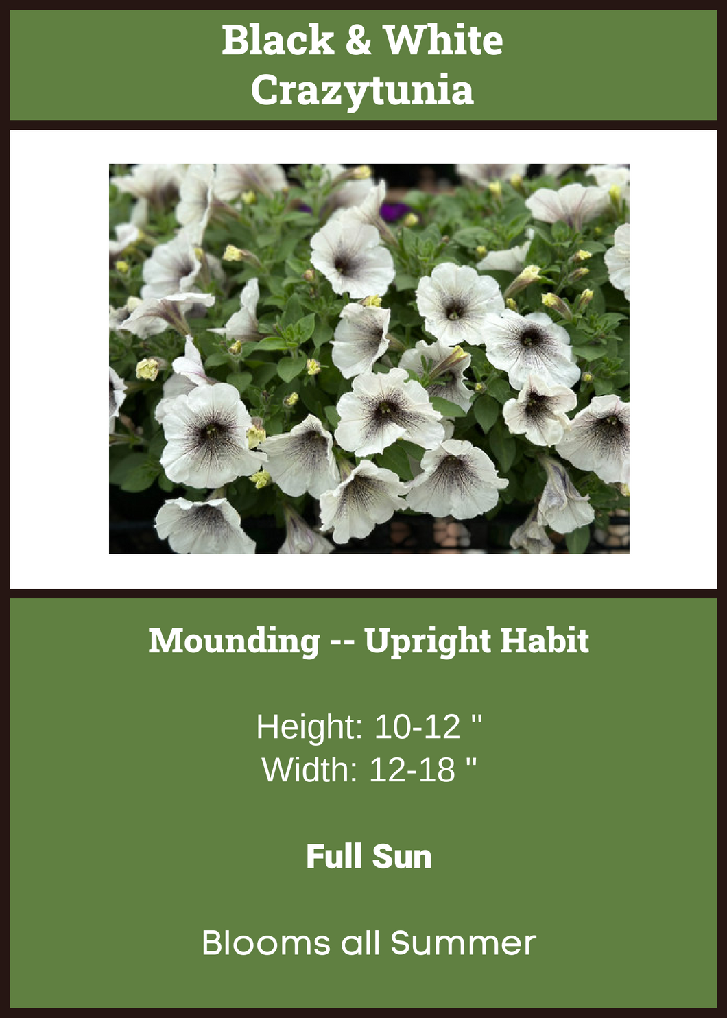 Petunia Crazytunia Black and White