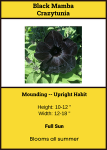 Petunia Black Crazytunia