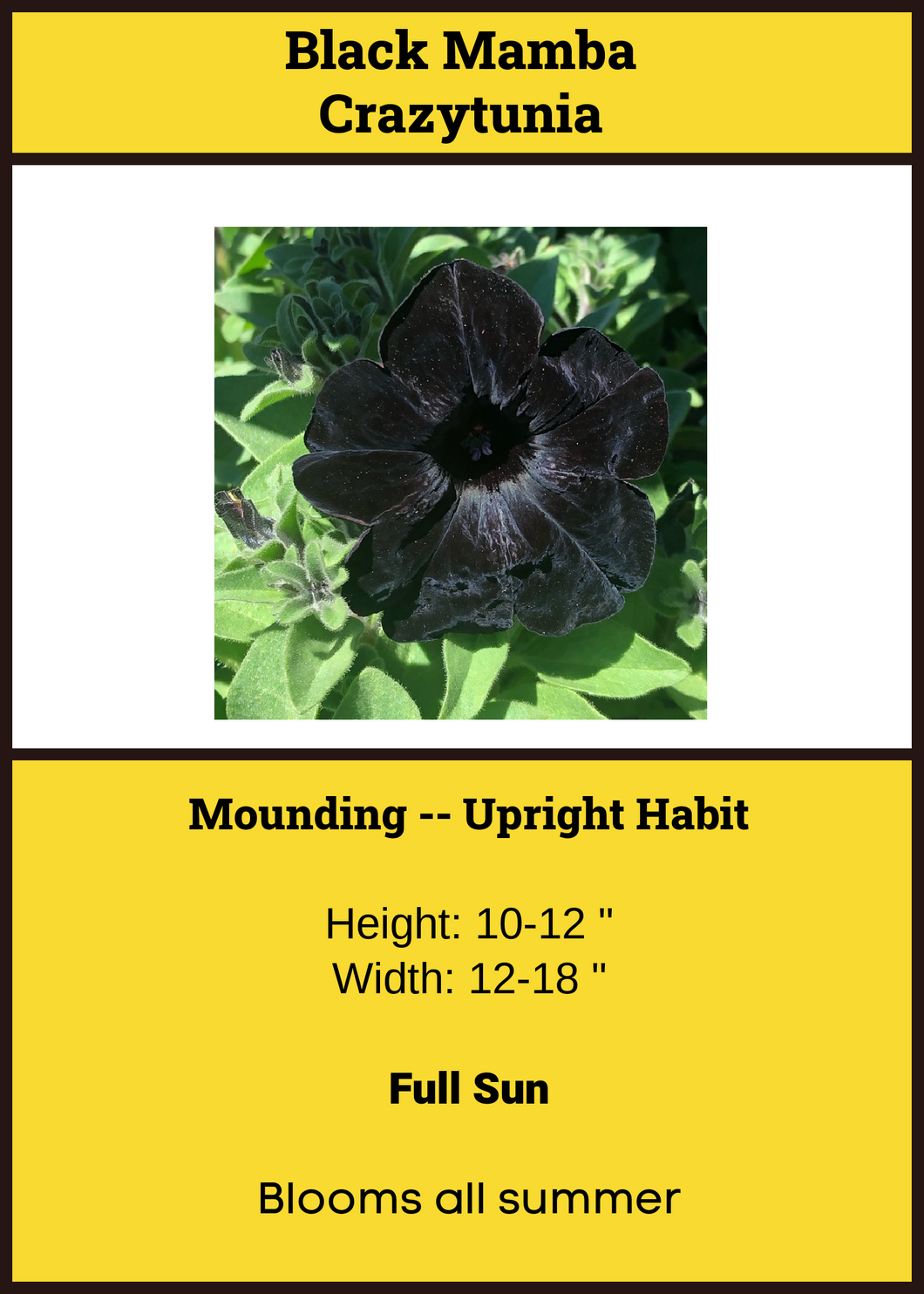 Petunia Black Crazytunia