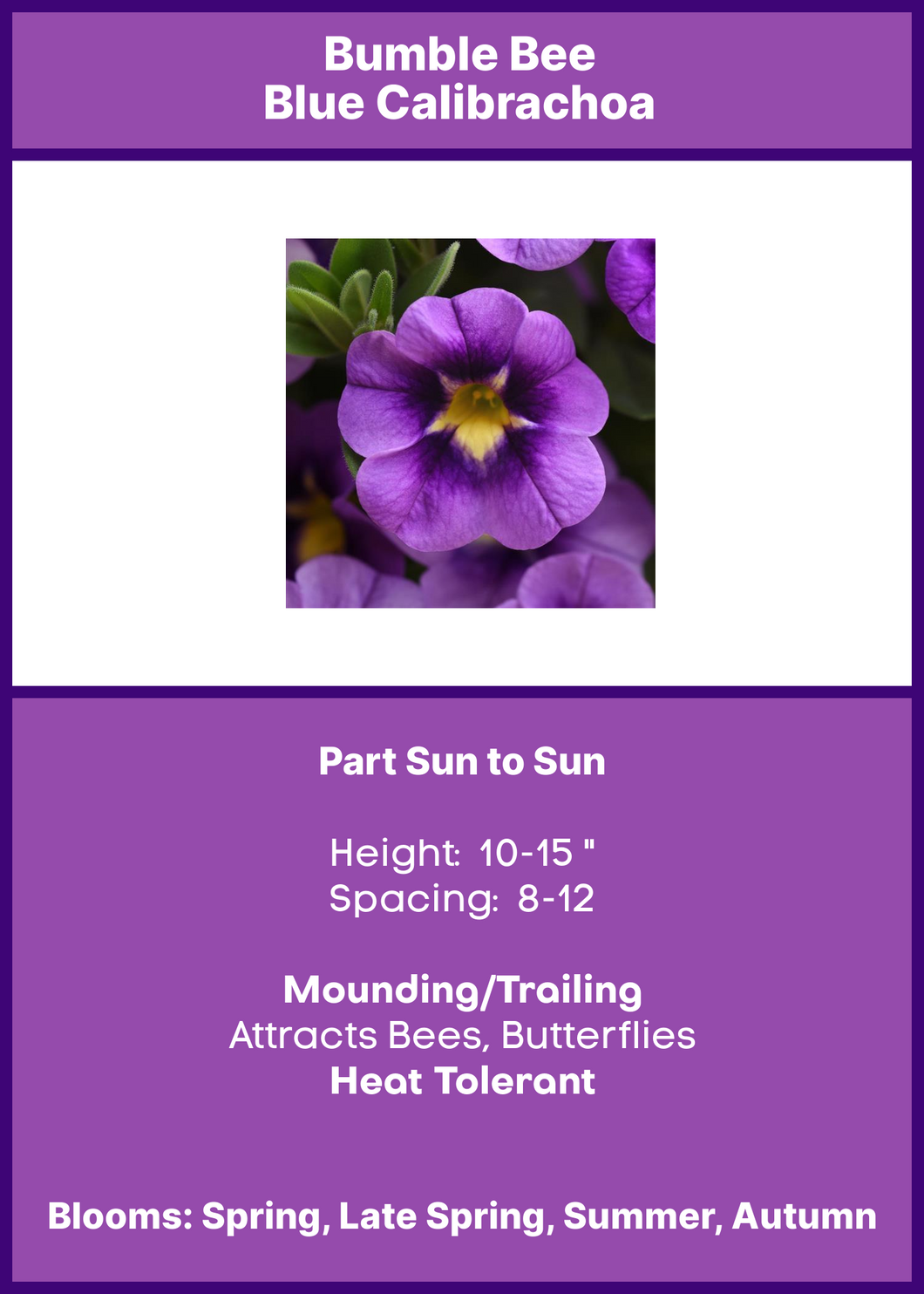 Calibrachoa Bumble Bee Blue