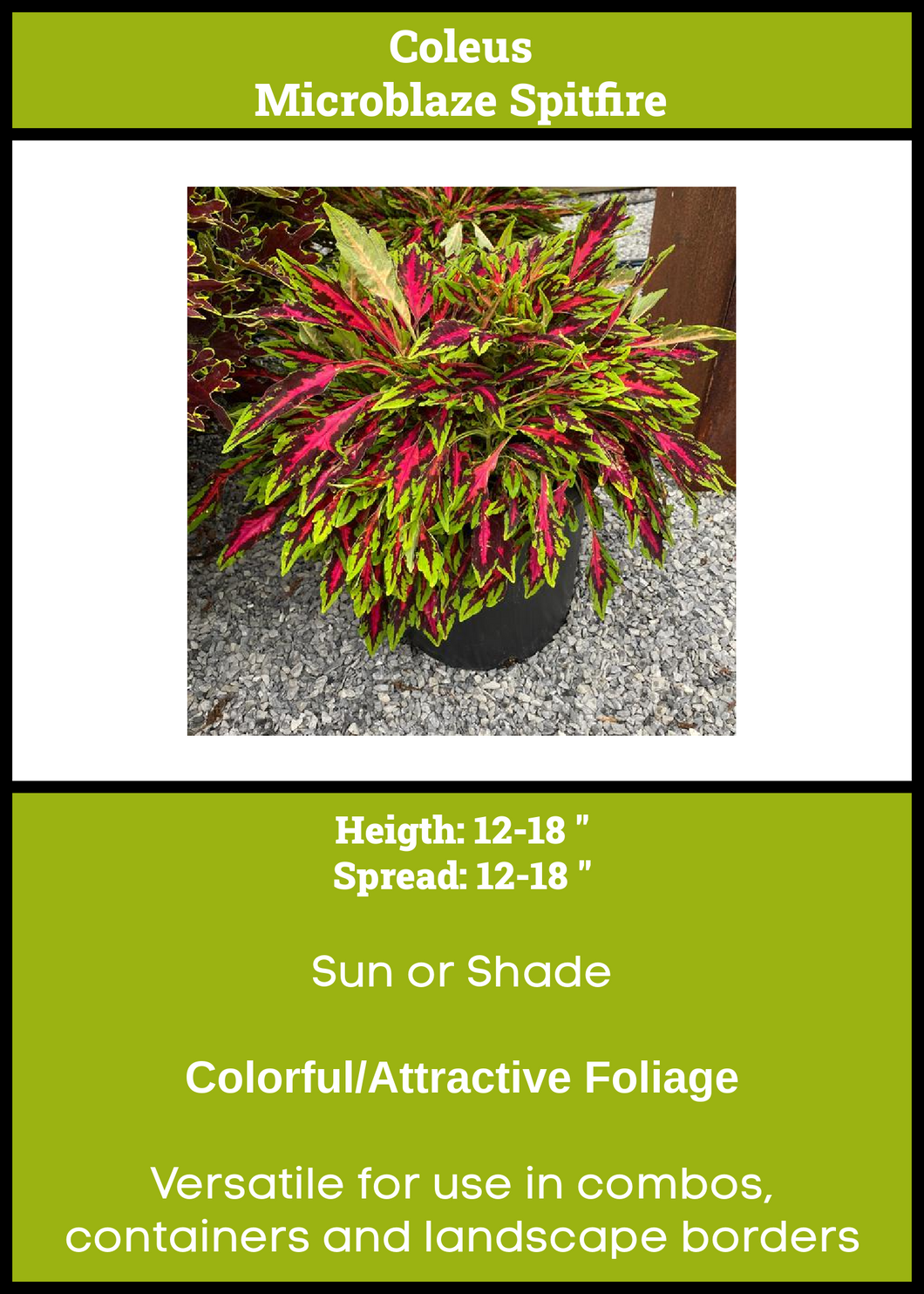 Coleus Microblaze SpitFire