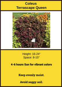 Coleus Terrascape Queen