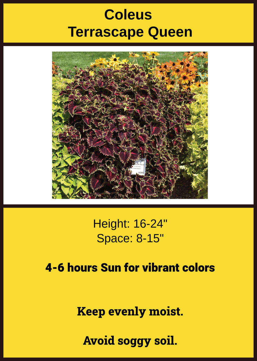 Coleus Terrascape Queen