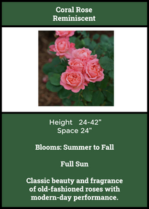 Rose:  Coral