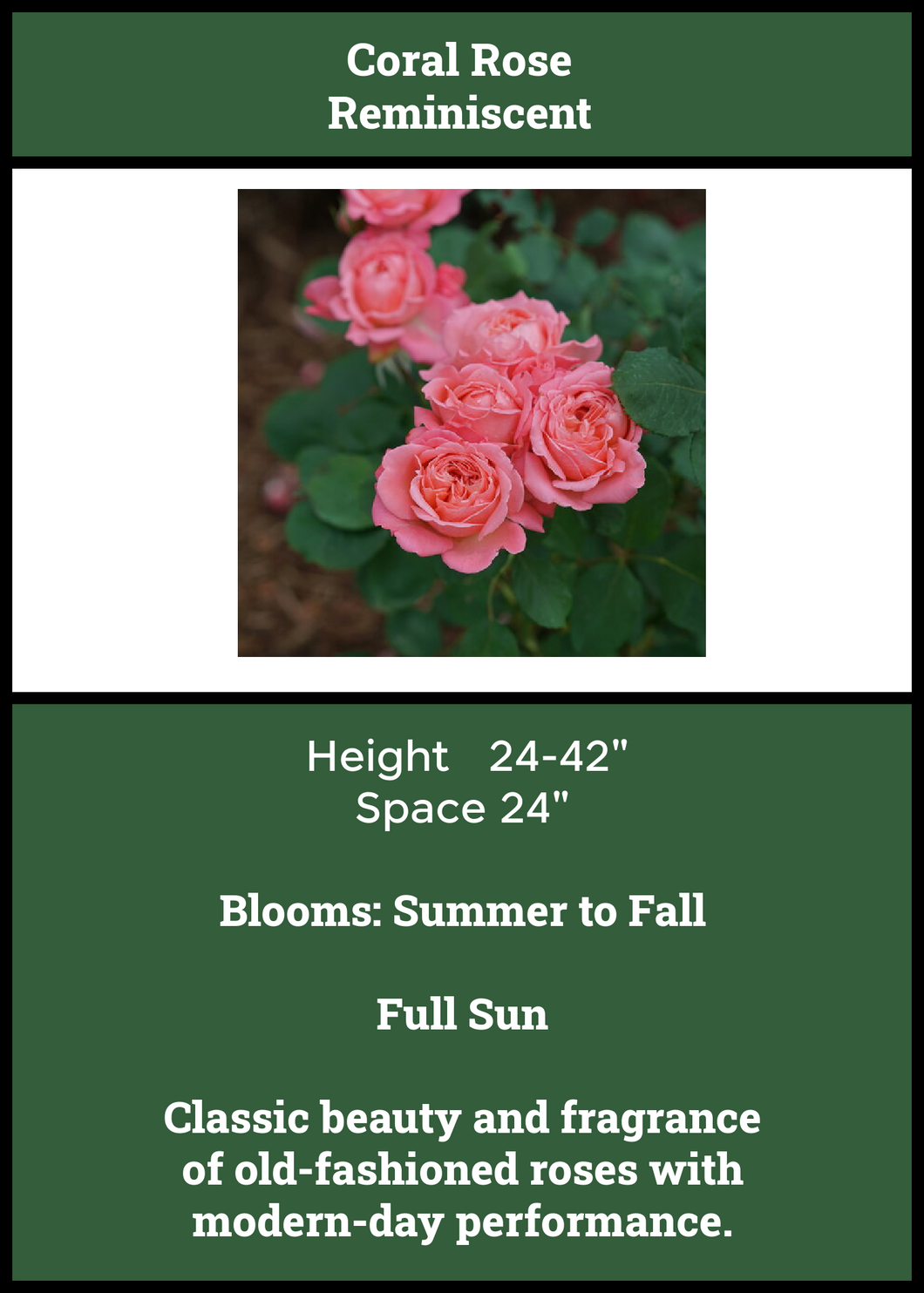 Rose:  Coral
