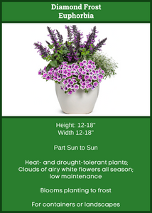 Diamond Frost Euphorbia