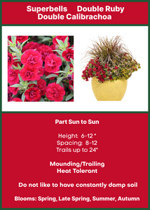 Calibrachoa Double Ruby