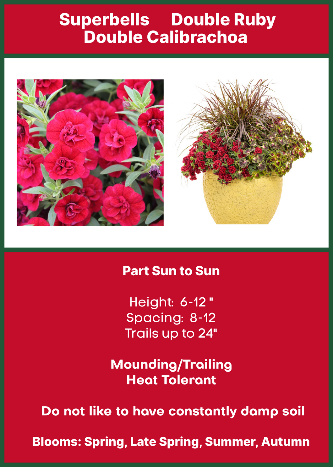 Calibrachoa Double Ruby