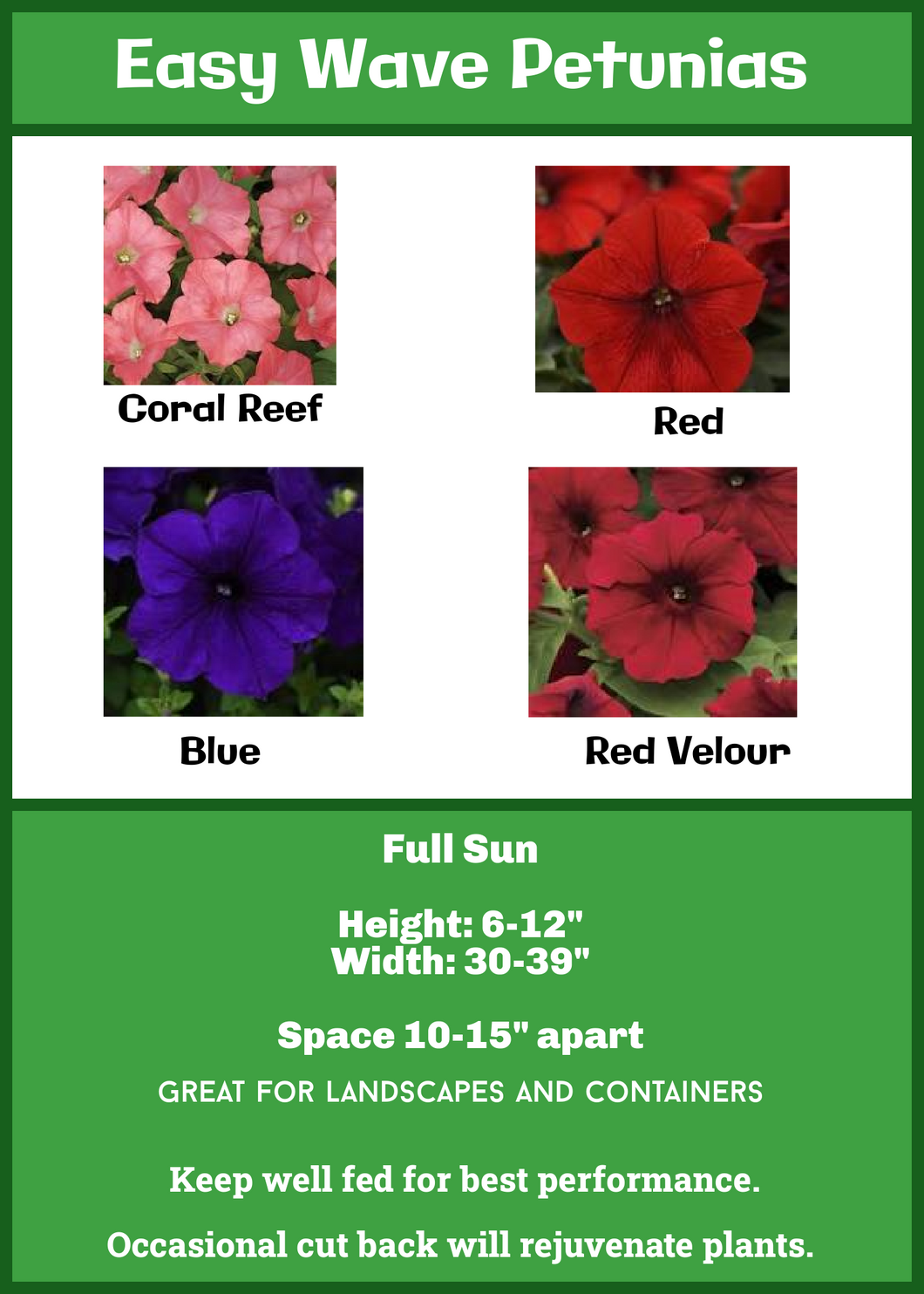 Petunia Easy Waves: Blue, Red, Red Velour, White