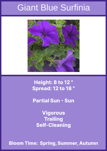 Petunia: Giant Blue