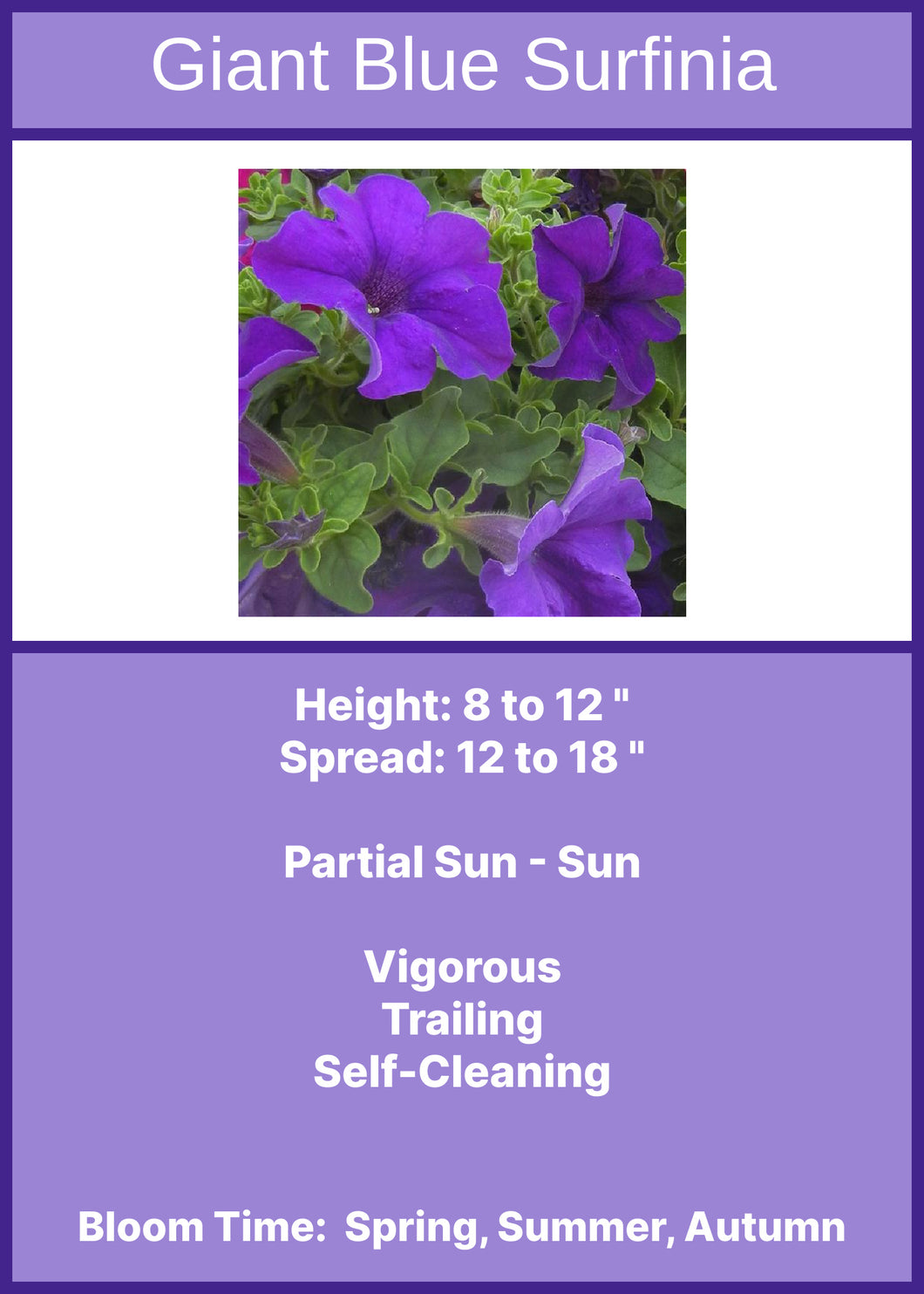Petunia: Giant Blue