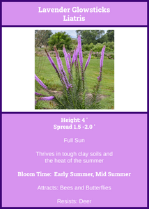 Liatris