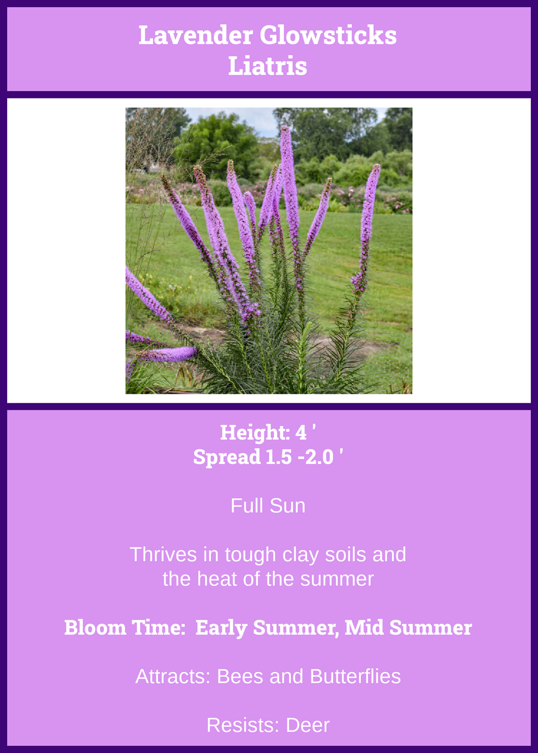 Liatris