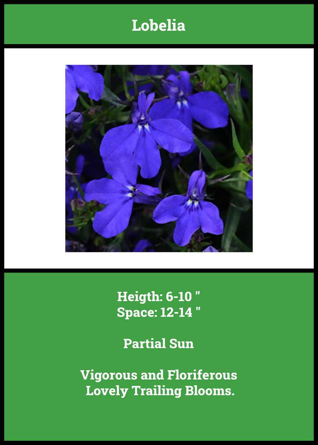 Lobelia