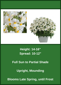 Nemesia