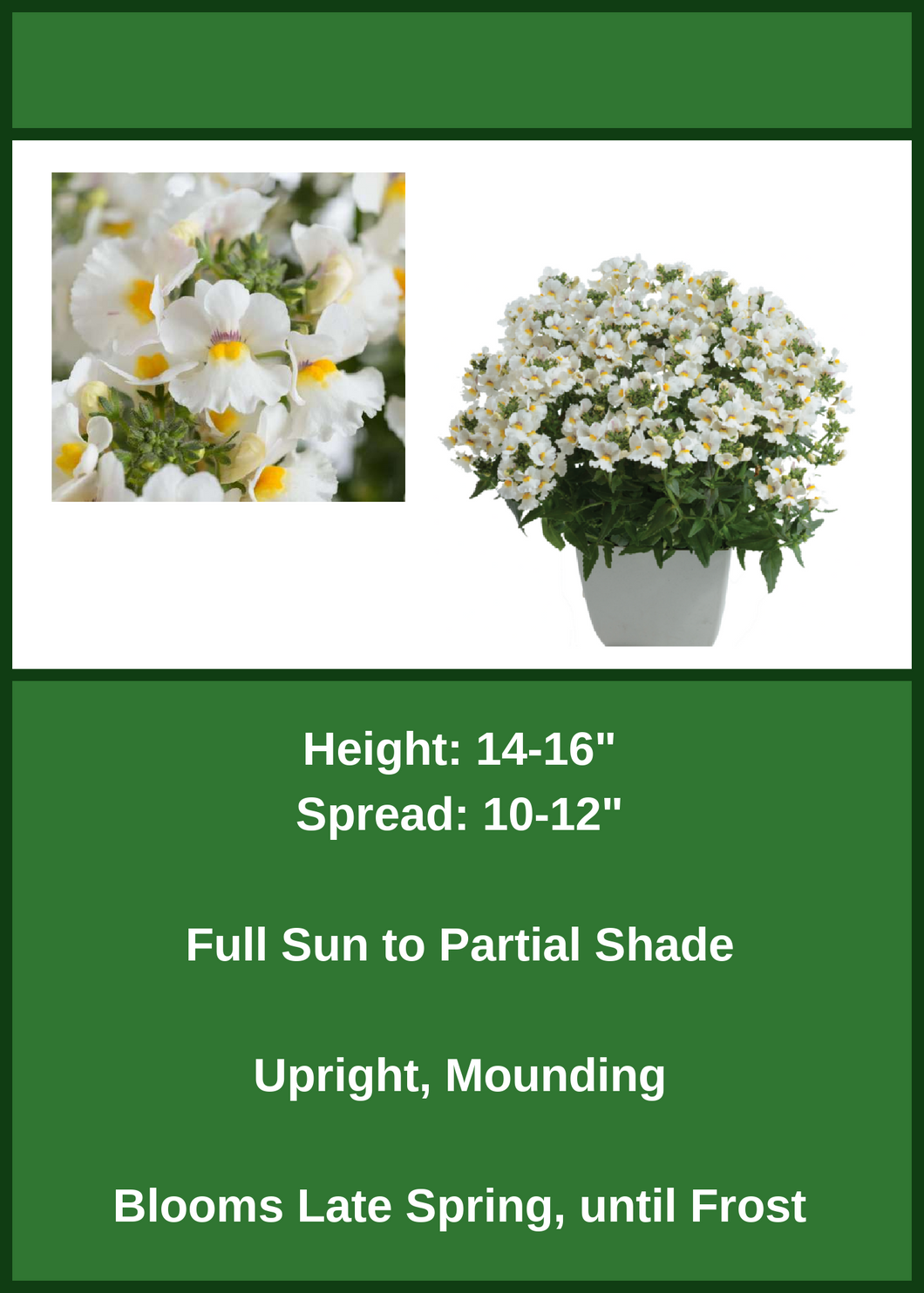 Nemesia