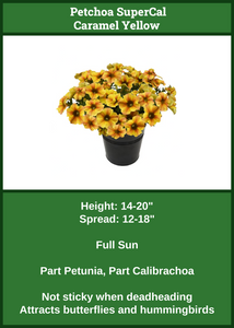 Petchoa Caramel Yellow