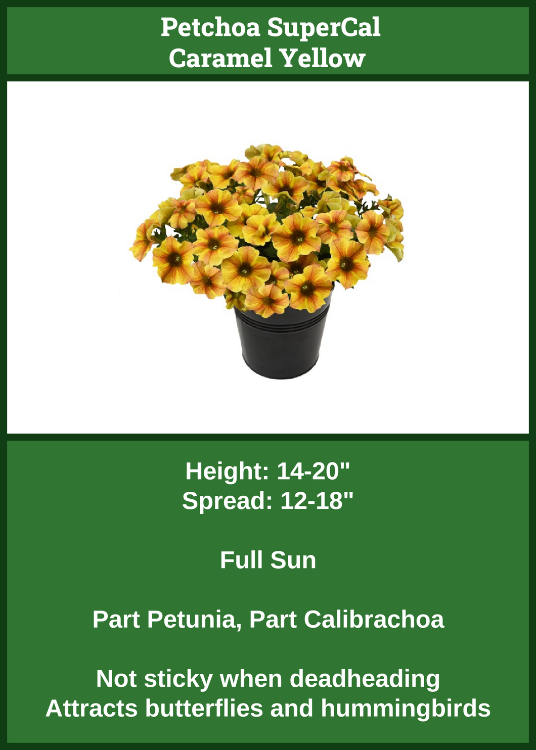 Petchoa Caramel Yellow